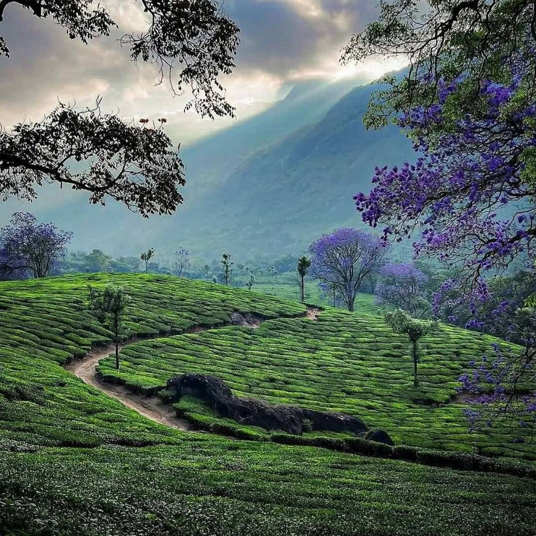 कुर्गमध्ये तुम्हाला हिरवेगार डोंगर आणि अनेक एकरमध्ये पसरलेल्या कॉफीच्या बागा दिसतील. कुर्ग सुंदर धबधबे आणि नद्यांसाठी सुद्धा लोकप्रिय आहे. इथे तुम्ही राजाज सीट, दुबारे एलिफेंट कॅम्प, तालाकावेरी आणि मदिकेरी किल्ला सारख्या ठिकाणी फिरायला जाऊ शकता.  