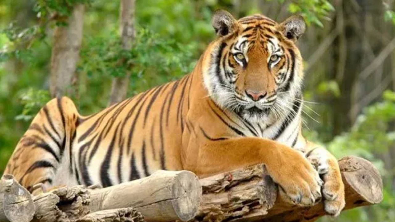 सिंह आणि वाघ घरात पाळता येतात; या देशांमधील कायदे ऐकून तुम्ही व्हाल थक्क