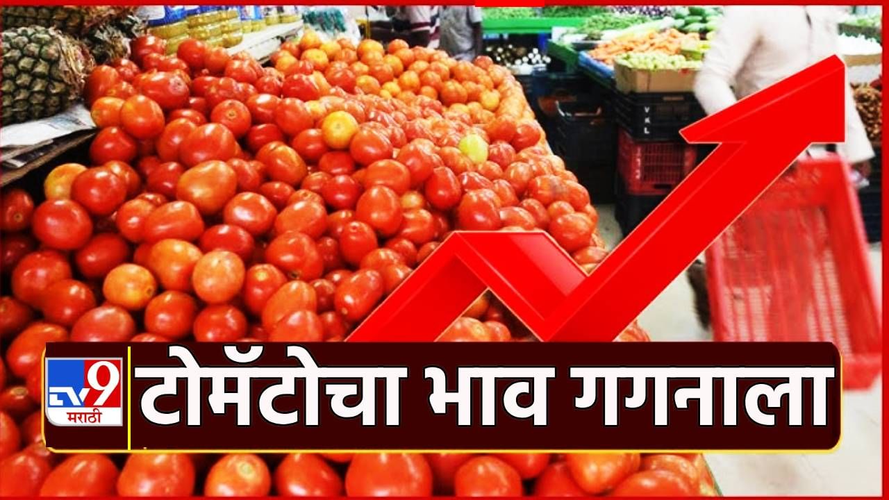 Tomato Price : टोमॅटो लालेलाल; किंमती वाढल्याने ग्राहक धास्तावला, गगनाला भिडणार भाव?