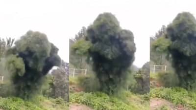 भूत, प्रेत की आणखी काही? ज्यांनी -ज्यांनी झाडाचा हा Video पाहिला त्यांची भीतीनं गाळण उडाली