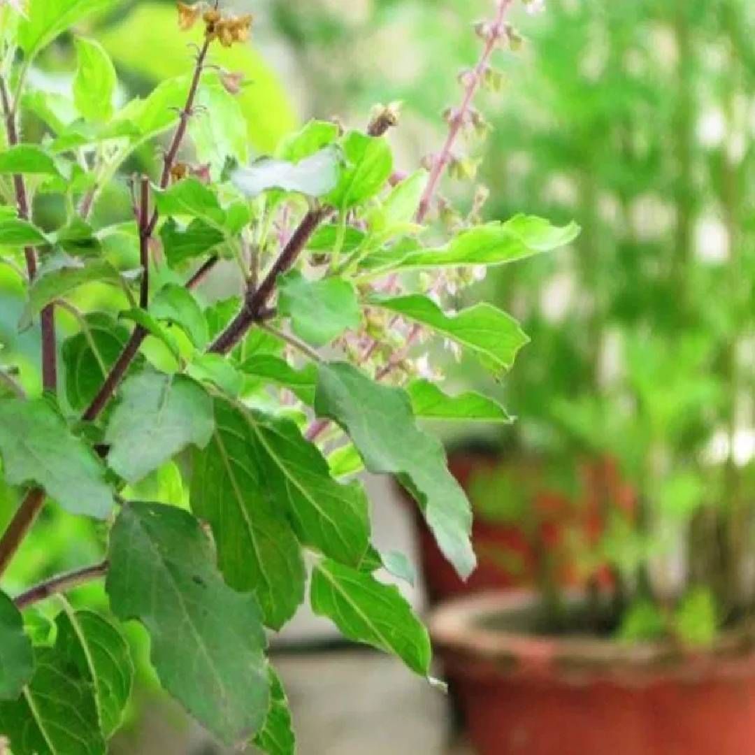 एक पौराणिक कथा आहे, त्यानुसार गणेशजी तपस्या करत होते. त्यावेळी तिथून जाणारी तुळस भगवान गणेशाकडे आकर्षित झाली. तिला त्यांच्यासोबत विवाह करायचा होता. तुळशी देवीने गणेशाकडे लग्नाचा प्रस्ताव मांडला.