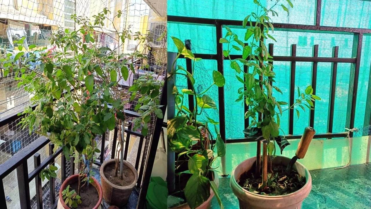 तुळशीचे रोप हे देवी लक्ष्मीचे प्रतीक मानलं जातं आणि असंही मानलं जातं की जिथे तुळशी नेहमीच हिरवी राहते तिथे देवी लक्ष्मीचा वास असतो. वास्तुशास्त्रानुसार, तुळशीभोवती काही प्रकारची झाडे लावणे अशुभ मानले जाते. वास्तुनुसार तुळशीजवळ कोणती झाडे लावू नयेत ते जाणून घेऊया.