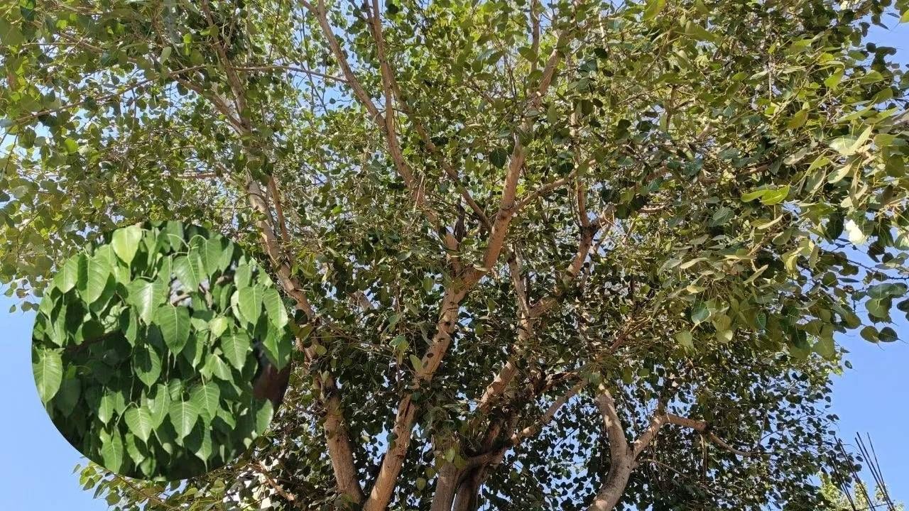 वास्तुशास्त्रानुसार, तुळशीभोवती दाट सावली देणारी वड, पिंपळ किंवा इतर मोठी झाडे लावणे टाळावे. अशा झाडांची सावली तुळशीवर पडणे अशुभ मानले जाते. तुळशी नेहमी अशा ठिकाणी लावावी जिथे त्याला पुरेसा सूर्यप्रकाश आणि ताजी हवा मिळेल, जेणेकरून ती निरोगी आणि हिरवीगार राहील.