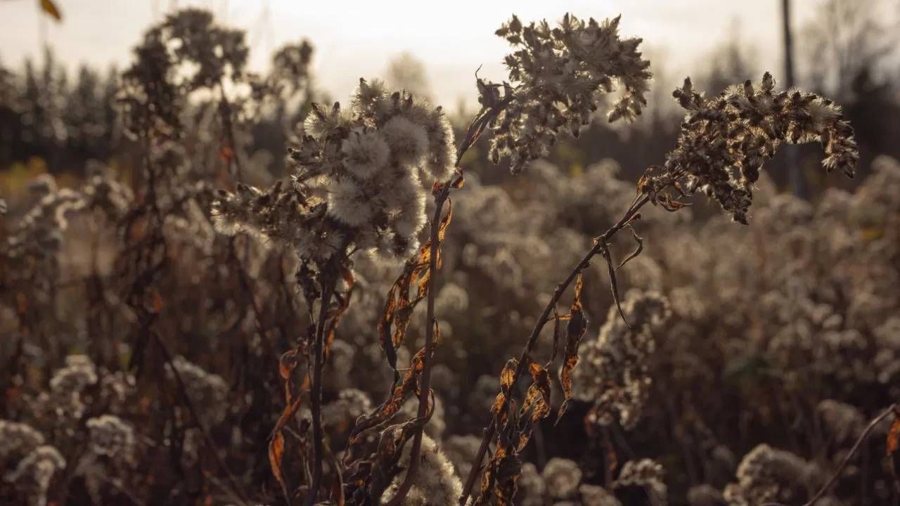 वास्तुशास्त्रात असा सल्ला दिला आहे की तुळशीजवळ कधीही वाळलेली झाडे ठेवू नयेत. असे मानले जाते की अशी वाळलेली झाडे नकारात्मक उर्जेचा स्रोत बनू शकतात, ज्यामुळे घरात नकारात्मकता वाढू शकते आणि वास्तुदोष निर्माण होऊ शकतात.