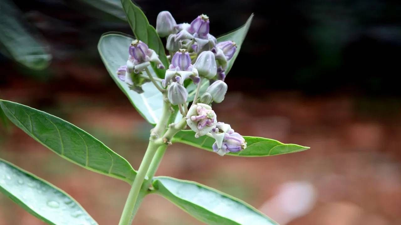 वास्तुशास्त्रानुसार, ज्या वनस्पती कापल्यावर किंवा तुटल्यावर त्यातून दुधाळ पांढरा द्रव बाहेर पडतो अशा वनस्पती तुळशीजवळ टाळाव्यात. असे मानले जाते की अशा वनस्पती घराच्या वातावरणावर नकारात्मक प्रभाव पाडू शकतात, ज्यामुळे वास्तुदोष निर्माण होऊ शकतात आणि कुटुंबातील सदस्यांच्या आरोग्यावरही विपरीत परिणाम होऊ शकतो. (डिस्क्लेमर : वरील माहिती उपलब्ध स्रोतावरून देण्यात आलेली आहे. याच्या तथ्यांबद्दल आम्ही कुठलाही दावा करीत नाही, तसेच अंधश्रद्धेला दुजोरा देत नाही)