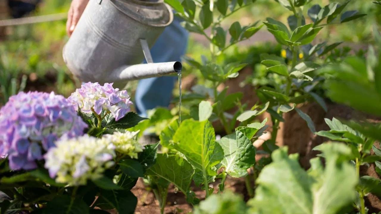 वास्तुशास्त्रानुसार, तुळशीभोवती जास्त पाणी लागणारी झाडे लावू नयेत. जास्त पाणी तुळशीच्या वाढीसाठी अनुकूल नसते आणि सतत ओली माती त्याच्या मुळांचे नुकसान करू शकते. अशा परिस्थितीत, तुळशीचे रोप हळूहळू कमकुवत होऊ शकते आणि सुकू शकते.