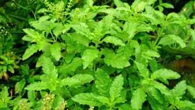 Vastu Tips : तुळशीजवळ चुकूनही लावू नका ही रोपं, नाहीतर....