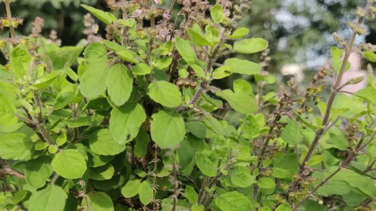 भाद्रपद महिन्यामध्ये तुळशीची पूजा कशी करावी? जाणून घ्या