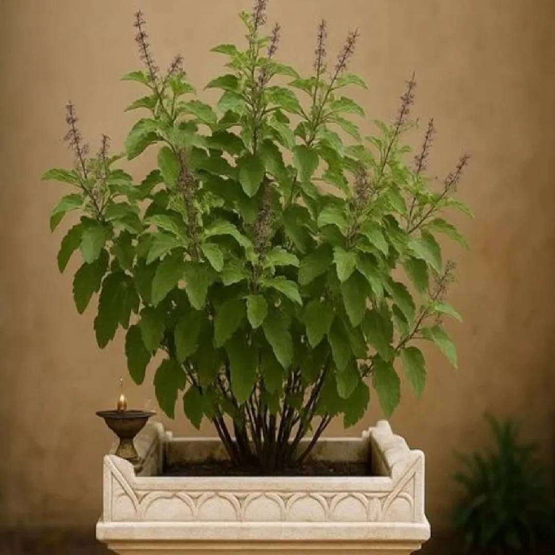 भगवान गणेशला तुळस का वाहत नाही? याला कारण आहे, गणेशाने तुळशीला दिलेला शाप. एकदा गणेशजीनी तुळशीला शाप दिलेला. त्यानंतर पूजेमध्ये कधी तुळशीचा वापर केला जात नाही.