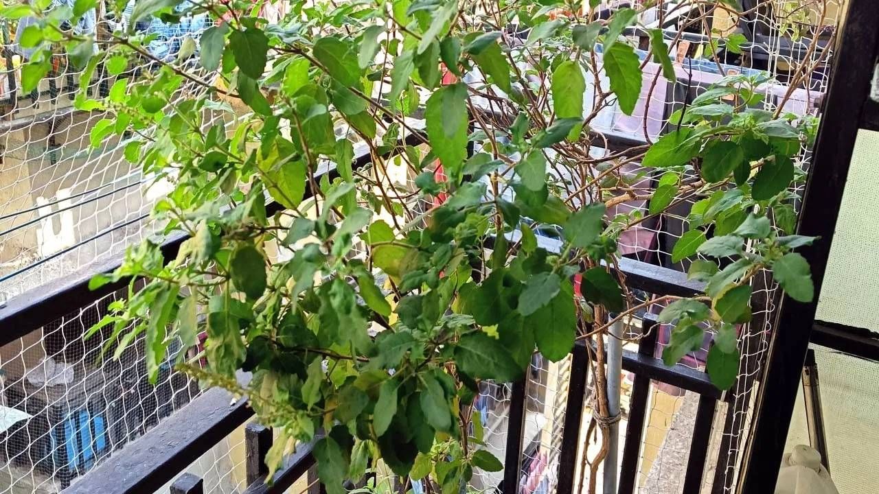 हिंदू मान्यतांनुसार, तुळशीचं रोप हे अतिशय पवित्र आणि पूजनीय मानलं जातं. घरात तुळशीचं रोप लावणं शुभ असतं. जर ते योग्य दिशेने लावलं आणि त्याची योग्य काळजी घेतली तर ते घरात सकारात्मक ऊर्जा वाढवण्याचे आणि वातावरण शुद्ध करण्याचे काम करते.