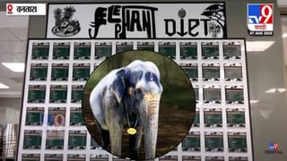 Madhuri In Vantara :  काजू-बदाम, मिठाई, फळे अन् बरंच काही… वनताराच्या मेगा किचनमध्ये हत्तींसाठी काय काय? मेन्यू एकदा बघाच!