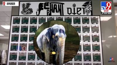 Madhuri In Vantara : काजू-बदाम, मिठाई, फळे अन् बरंच काही… वनताराच्या मेगा किचनमध्ये हत्तींसाठी काय काय? मेन्यू एकदा बघाच!