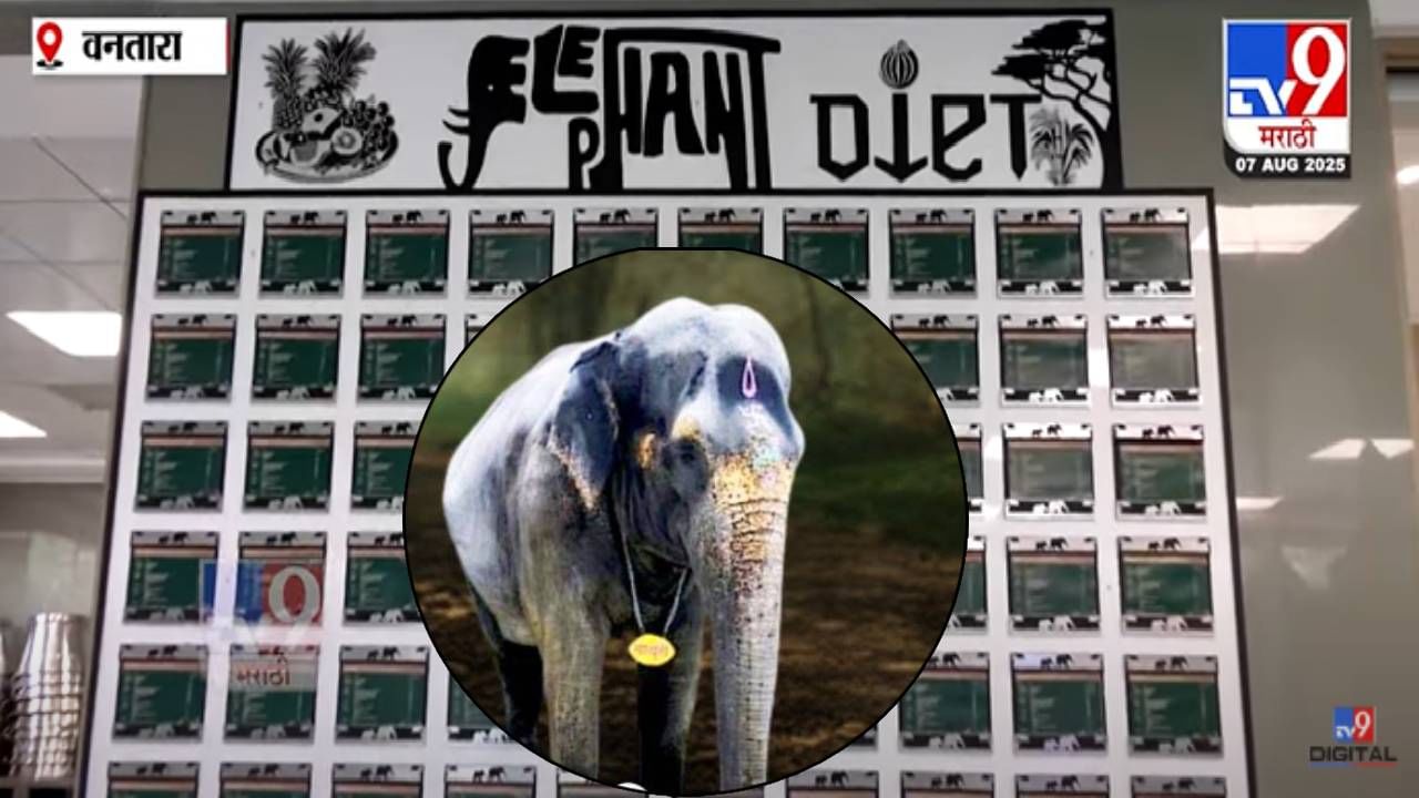 Madhuri In Vantara :  काजू-बदाम, मिठाई, फळे अन् बरंच काही... वनताराच्या मेगा किचनमध्ये हत्तींसाठी काय काय? मेन्यू एकदा बघाच!