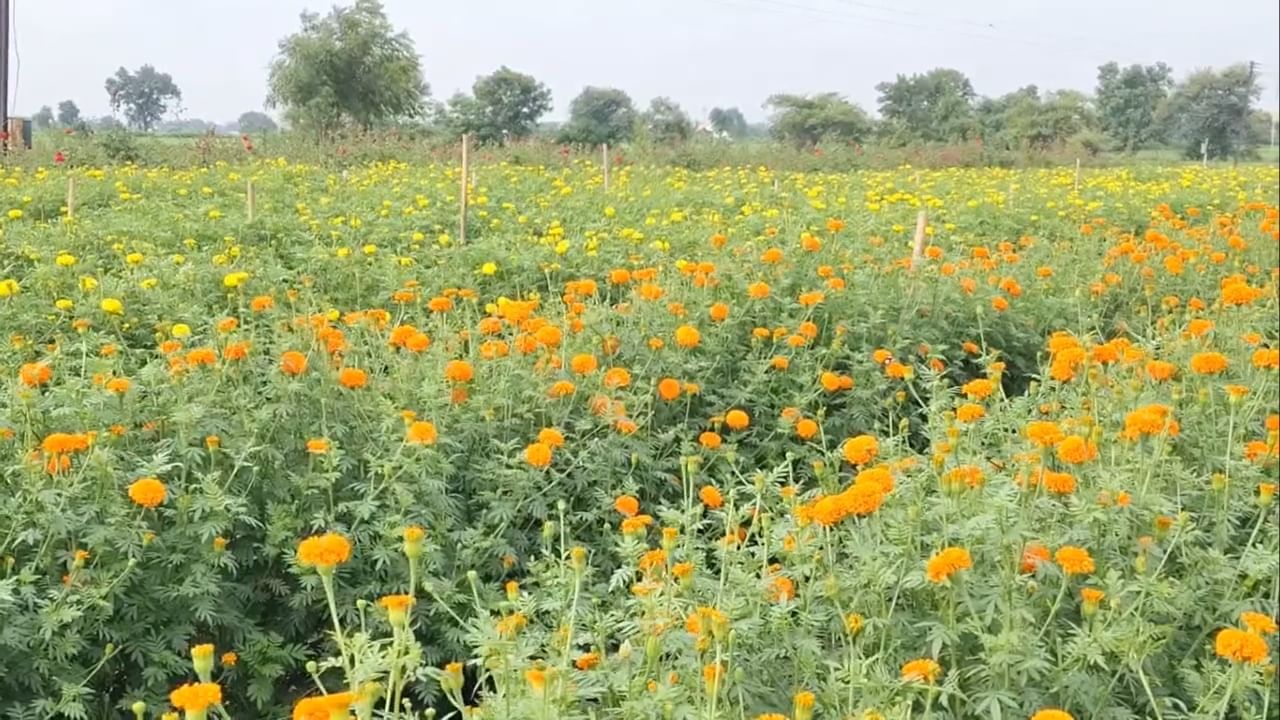 राहुल इंगोले आणि त्यांच्या भावंडांनी सांगितले की, पारंपरिक पिकांपेक्षा फुलशेतीत अधिक नफा मिळतो. यासोबतच, ग्राहकांनीही त्यांच्या प्रयत्नांचे कौतुक केले. श्रावणात झेंडूची फुले सहज उपलब्ध झाल्यामुळे भाविकांची पूजा पूर्ण झाली. त्यामुळे त्यांना आनंद झाला.