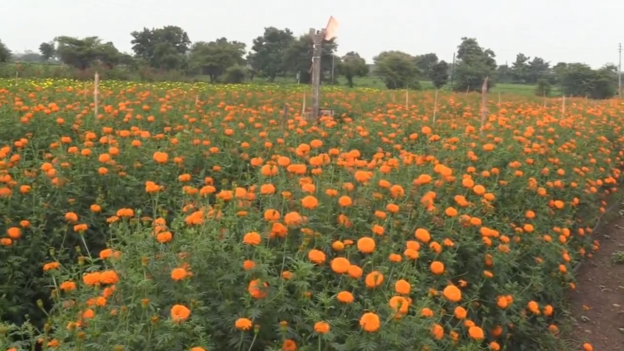 बाजारात झेंडूची उपलब्धता कमी असल्याने त्यांच्या फुलांना किलोमागे १०० ते १२० रुपये असा चांगला दर मिळाला. या फुलशेतीमुळे वाशिम जिल्ह्यासह शेजारील अकोला आणि हिंगोली जिल्ह्यांतील भाविकांनाही श्रावणात ताजी झेंडूची फुले उपलब्ध झाली.