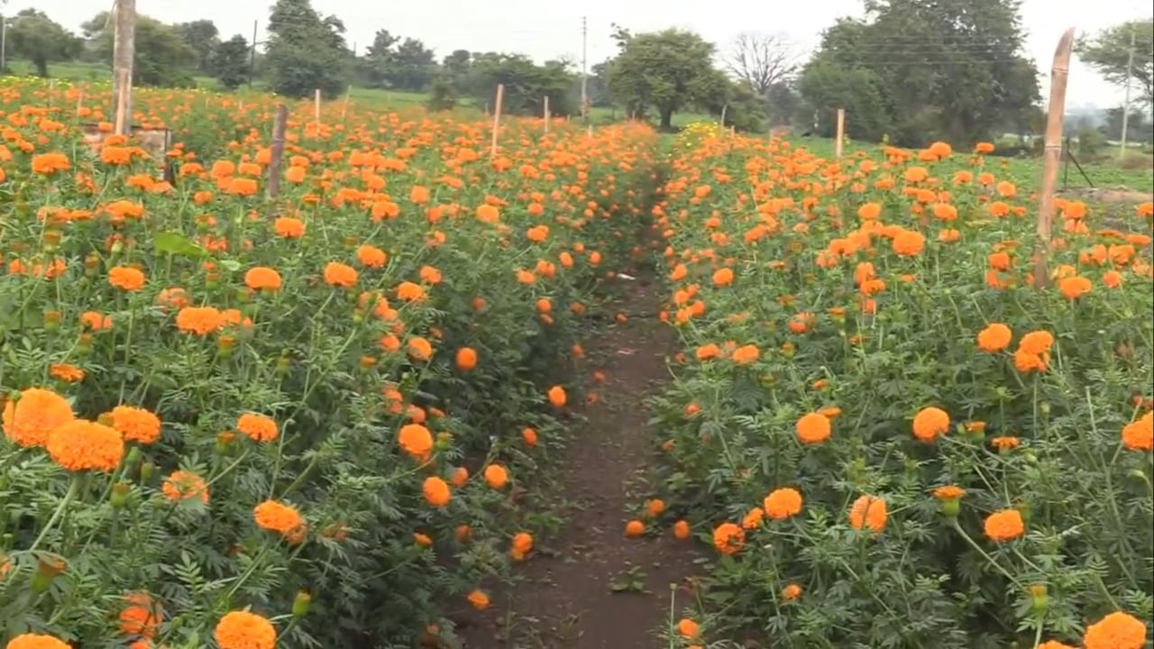 श्रावण महिन्यातील फुलांची वाढती मागणी लक्षात घेऊन त्यांनी आपल्या 2 एकर शेतात झेंडूची लागवड केली. यातून त्याने ३ महिन्यात ६ लाख रुपयांचा नफा कमावला आहे. साधारणपणे दसरा आणि दिवाळीच्या काळात झेंडूची फुले मोठ्या प्रमाणात उपलब्ध होतात.