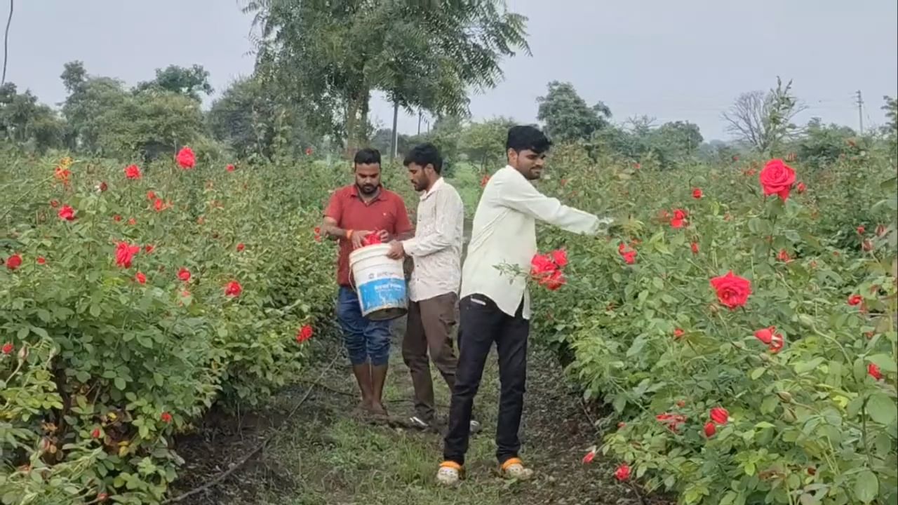 मात्र, राहुल इंगोले यांनी ही संधी ओळखली. त्यांनी मे महिन्यातच झेंडूची लागवड केली. यामुळे, श्रावण महिन्यात जेव्हा पूजा आणि धार्मिक कार्यांसाठी फुलांची मागणी शिगेला पोहोचते, तेव्हा त्यांचे झेंडूचे पीक तयार झाले.