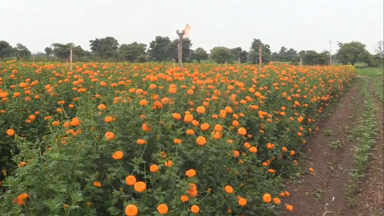 श्रावणात त्यांच्या शेतात फुललेल्या लाल, पिवळ्या आणि केशरी झेंडूच्या फुलांनी केवळ बाजार आणि मंदिराचा परिसरच फुलवला नाही, तर राहुल इंगोले यांचे जीवनही आर्थिक समृद्धीने फुलले आहे.