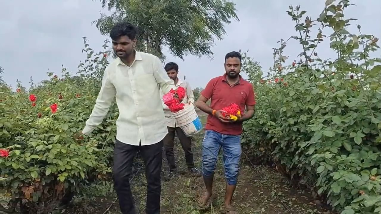 राहुल इंगोले यांनी केवळ झेंडूच नाही, तर गुलाबाचीही लागवड केली आहे. या यशस्वी प्रयोगामुळे त्यांनी इतर शेतकऱ्यांसाठी एक आदर्श निर्माण केला आहे. बाजारपेठेची गरज ओळखून जर पारंपरिक शेतीसोबतच फुलशेतीचा अवलंब केला, तर शेतकऱ्यांची आर्थिक स्थिती निश्चितच सुधारू शकते, हे त्यांनी सिद्ध करून दाखवले आहे.