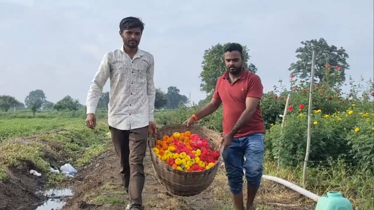 हीच संधी ओळखून महाराष्ट्रातील वाशिम जिल्ह्यातील राहुल इंगोले या शेतकऱ्याने एक नाविन्यपूर्ण प्रयोग केला आहे. त्याने पारंपरिक शेतीला फाटा देत फुलशेतीत मोठं यश मिळवलं आहे.