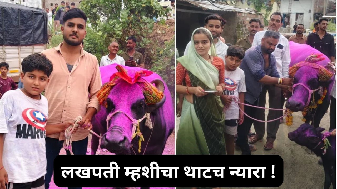 गावात आणली सर्वात महागडी म्हैस, फेटा बांधून गाजत वाजत निघाली मिरवणूक, पाहायला गाव जमले