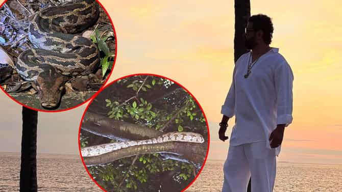 आम्ही त्यांच्या घरात.... प्रसिद्ध दिग्दर्शकाच्या सोसायटीत आढळले चक्क दोन अजगर; Video पाहून हादराल