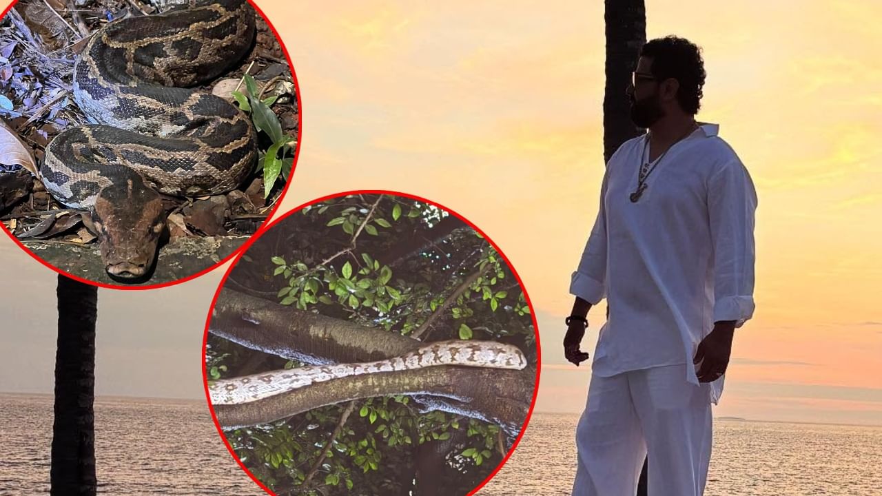 आम्ही त्यांच्या घरात.... प्रसिद्ध दिग्दर्शकाच्या सोसायटीत आढळले चक्क दोन अजगर; Video पाहून हादराल