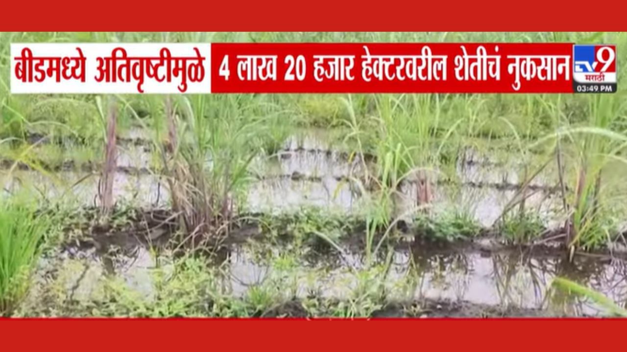 अतिवृष्टीमुळे बीडच्या 4 लाख 20 हजार हेक्टरवरील शेतीचं नुकसान अतिवृष्टीमुळे बीडच्या 4 लाख 20 हजार हेक्टरवरील शेतीचं नुकसान