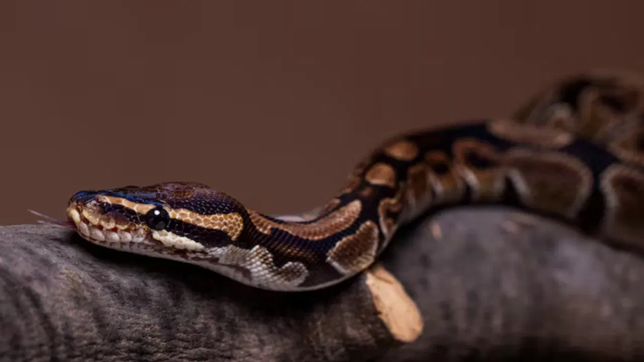 बोआ कंस्ट्रिक्टर: हे साप मोठे आणि जड असतात. ते सामान्यतः झाडांवर किंवा जमिनीवर आराम करताना दिसतात. शिकार करण्यासाठी ते अचानक हल्ला करतात आणि शिकाराला गुंडाळून त्याचा श्वास कोंडतात. जेणे करुन त्याचा मृत्यू होईल