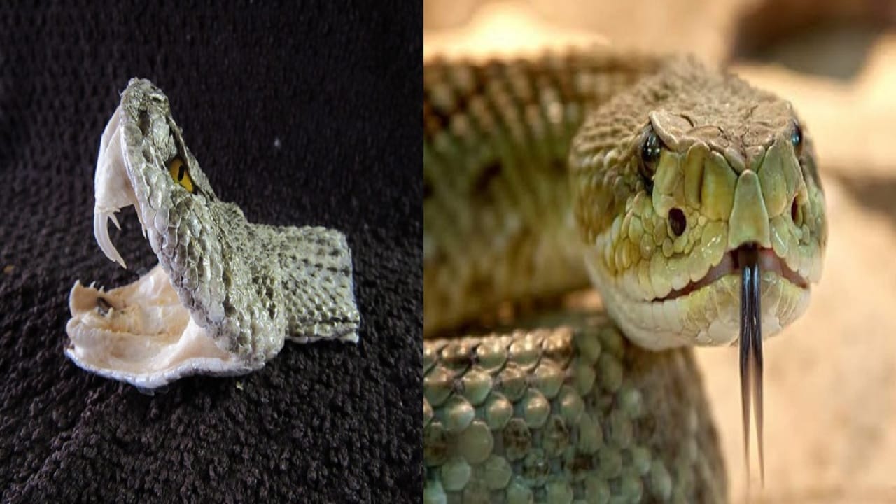 सापाचं डोकं भलतंच डेंजर, जीव गेला तरी विष असते घातक; ही चूक कधीच करू नका!