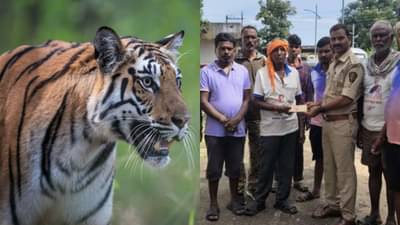 Chandrapur: नादच नाय करायचा... बायकोला सोडवण्यासाठी पठ्ठ्या थेट वाघाशीच भिडला, लोकं बेंबीच्या देठापासून किंचाळले... पुढे काय घडलं? चंद्रपुरातील हादरवणारी घटना