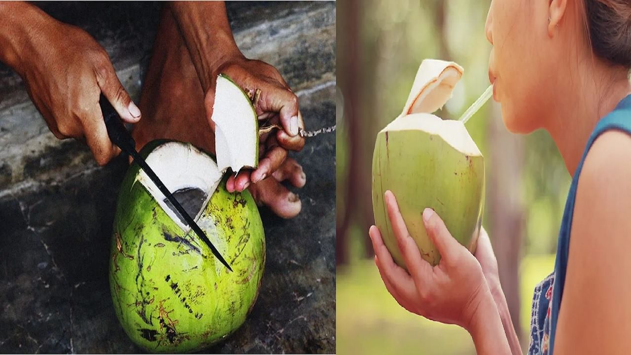 नारळ पाणी पिण्याआधी नक्की तपासून पाहा ही गोष्ट; ही चूक करू नका, अन्यथा घातक ठरू शकेल