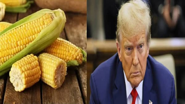 America Tariff : रशियन तेल झालं, टॅरिफच्या लढाईत आता मक्याचा वाद, भारत अमेरिकेकडून मका का विकत घेत नाही?