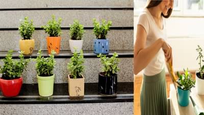 मनी प्लांटपेक्षा लवकर पैसे आकर्षित करते हे रोप; याला पैशांचं चुंबक म्हणतात, तुमच्या घरीही आहे का?