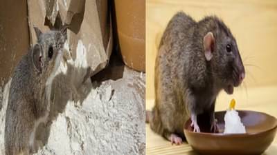 उंदरांचा त्रास वाढला? ही पांढरी पावडर वापरा, उंदीर 2 मिनिटांत घराबाहेर जातील