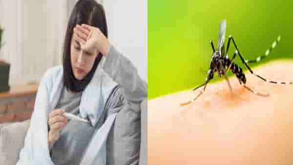 डेंग्यू बरा झाल्यानंतरही शरीरावर करतो असा परिणाम; ही लक्षणे धोकादायक