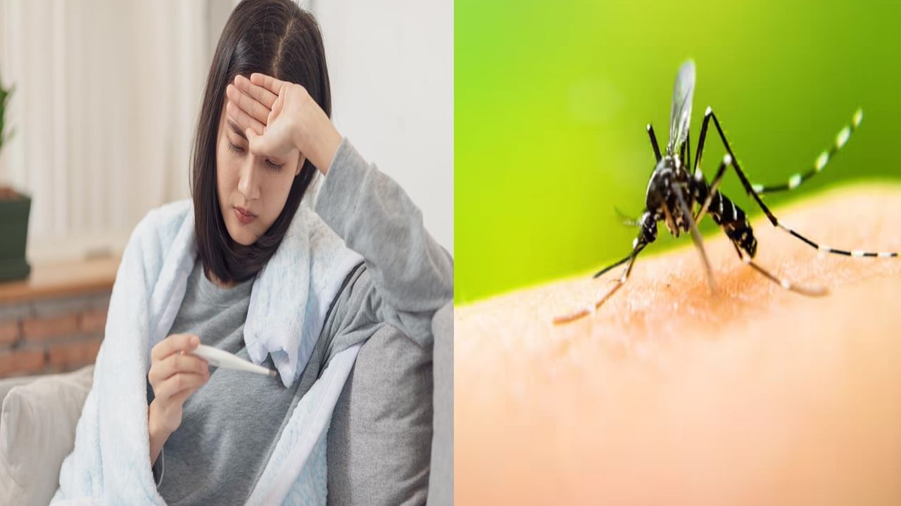डेंग्यू बरा झाल्यानंतरही शरीरावर करतो असा परिणाम; ही लक्षणे धोकादायक