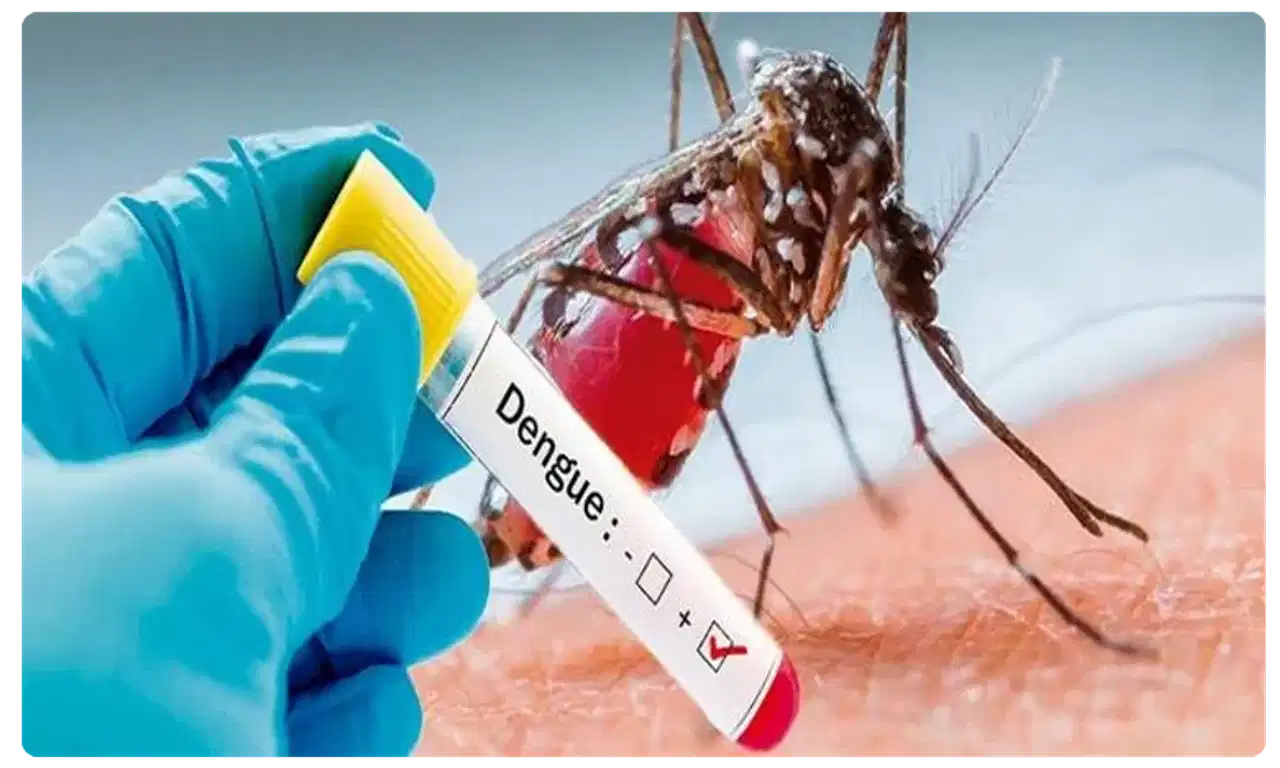 डेंग्यू झाल्यानंतर बकरीचे दूध पिताय? थांबा! होते नुकसान, संशोधकांचा दावा काय?