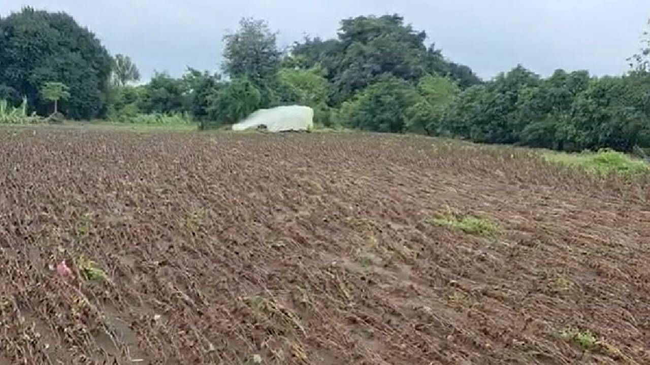 धाराशिवमधल्या दुधना, चांदणी आणि बानगंगा नदी परिसरातील सोयाबीन शेतीचं मोठं नुकसान झालं आहे. सोयाबीनसह अन्य पिकंही वाहून गेली आहेत. भूम तालुक्यातील बेदरवाडी इथली सोयाबीनची शेती पूर्णपणे नष्ट झाली आहे. 
