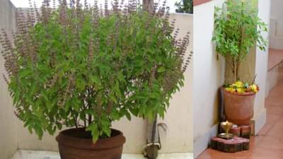 तुळशीच्या झाडाजवळ या गोष्टी ठेवू नका, अन्यथा आर्थिक नुकसान होऊ शकते, तुम्हीही केलीये का हीच चूक?