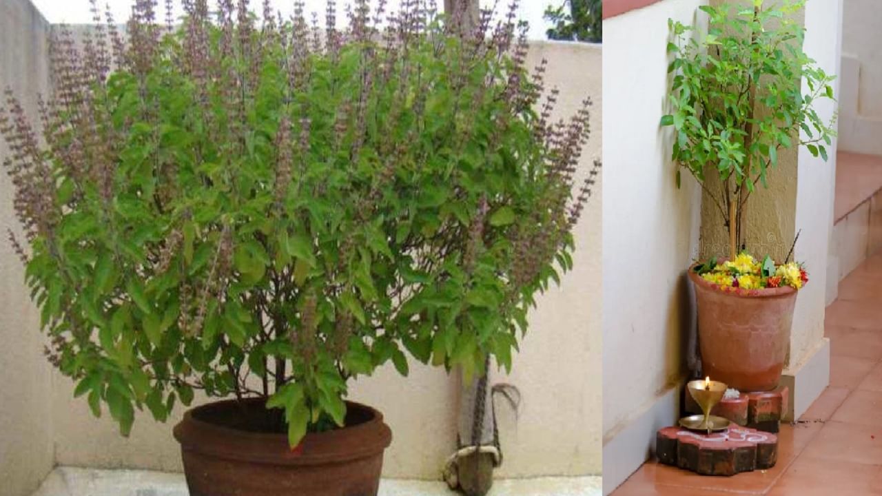 तुळशीच्या झाडाजवळ या गोष्टी ठेवू नका, अन्यथा आर्थिक नुकसान होऊ शकते, तुम्हीही केलीये का हीच चूक?