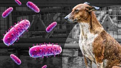 कुत्राचं नख लागल्यामुळे रेबिज होतो का? जाणून घ्या तज्ञांचे मत