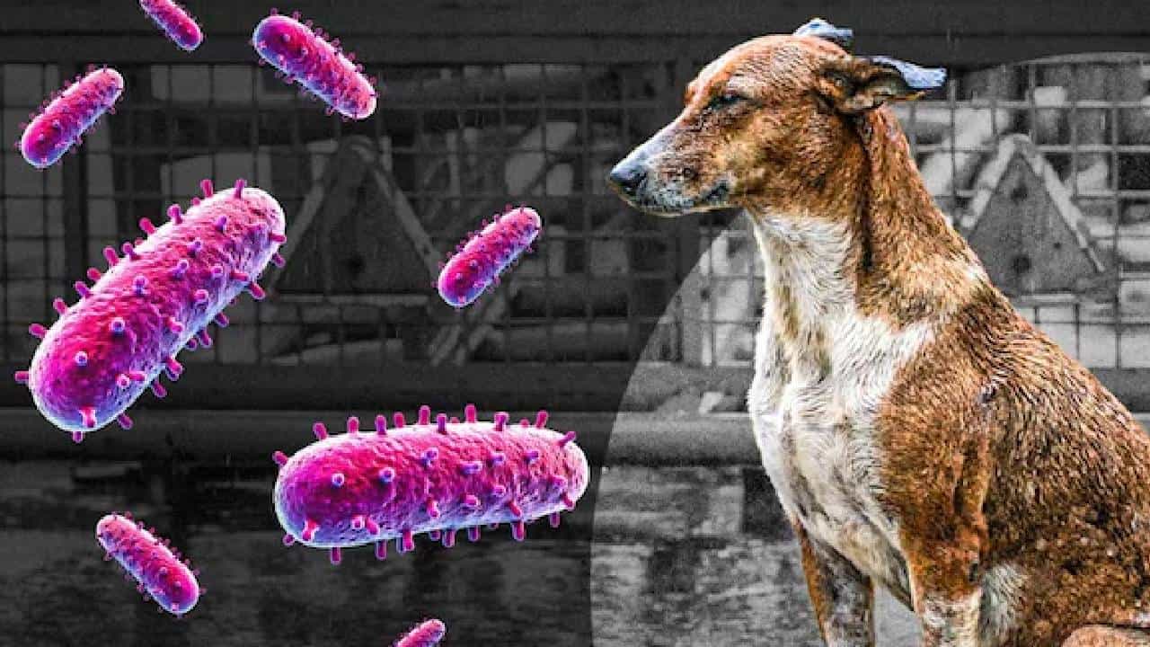 कुत्राचं नख लागल्यामुळे रेबिज होतो का? जाणून घ्या तज्ञांचे मत