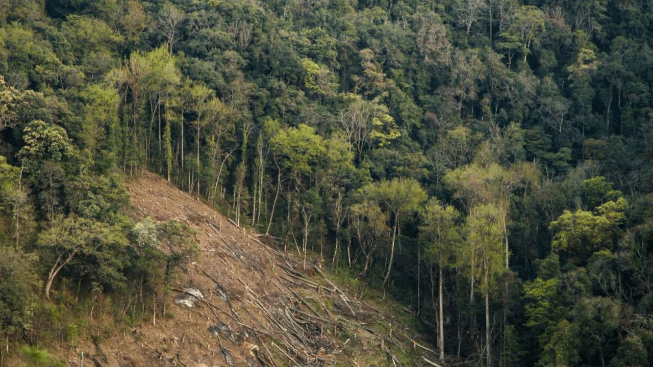 मध्य प्रदेश: मध्य प्रदेशात सर्वात जास्त वनक्षेत्र आहे. या राज्यात 94,689 चौरस किलोमीटरवर जंगल आहे. प्रमुख वनक्षेत्रांमध्ये कान्हा, बांधवगड, सातपुरा, पानपठा आणि पेंच राष्ट्रीय उद्यानांचा समावेश आहे.
