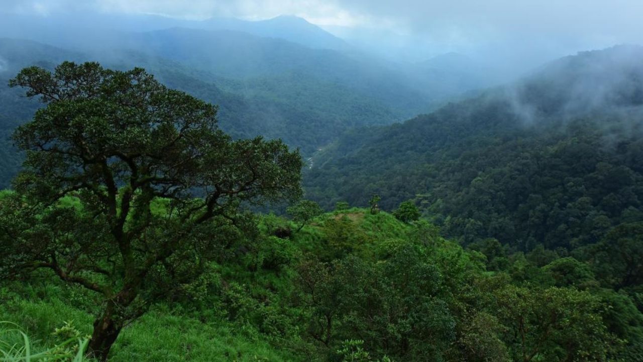 महाराष्ट्र: महाराष्ट्रात अंदाजे 61,960 चौरस किलोमीटरवर जंगल आहे. अमरावती, संभाजीनगर, चंद्रपूर, धुळे, गडचिरोली, कोल्हापूर, नागपूर, नाशिक, पुणे, ठाणे आणि यवतमाळ या जिल्ह्यांमध्ये सर्वाधिक जंगले आहेत.