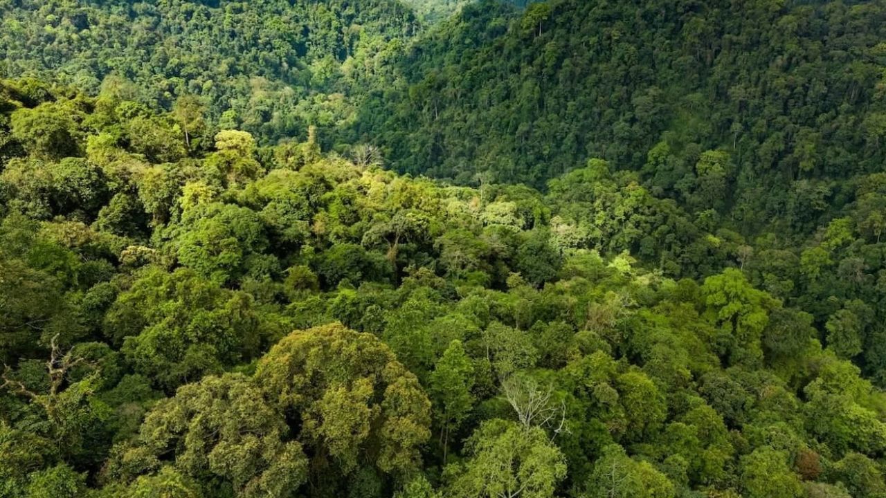 ओडिशा: ओडिशामधील सुमारे 61,204 चौरस किलोमीटरचे वनक्षेत्र आहे, तसेच छत्तीसगड मधील अंदाजे 59,772 चौरस किलोमीटर क्षेत्रावर जंगल आहे.