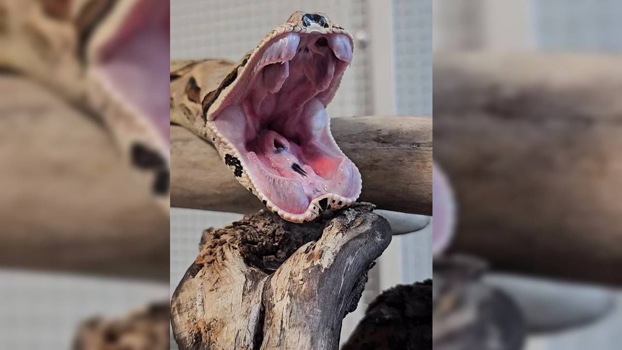 गबून व्हायपर: गबून व्हायपर त्यांच्या जड शरीर आणि सुस्त स्वभावासाठी ओळखले जातात. हा साप जमिनीवर किंवा झाडाच्या पानांमध्ये आराम करताना आढळतो. शिकार पकडण्यासाठी घातक हल्ला करतात.