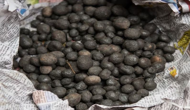  ही भाजी युपीच्या पीलीभीत जिल्ह्यातील टायगर रिझर्व्हच्या दाट जंगलात आढळते. या जंगलातील साल वृक्षाच्या मुळात उगवते. जेव्हा सालची मुळे असलेल्या जमीनीवर पावसाचे पाणी पडते तेव्हा ही भाजी उगवते.ही वर्षातून तीन महिनेच मिळते. 