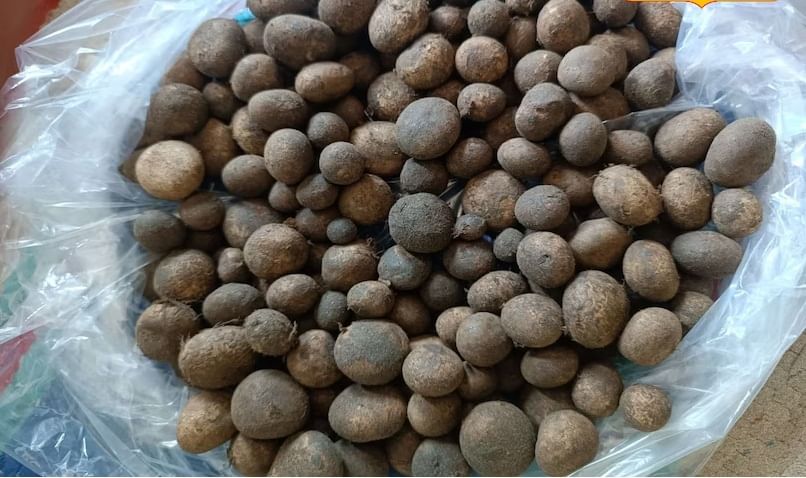  तिला आधी स्वच्छ धुतात. नंतर मातीचा थर नीट काढल्यानंतर दोन किंवा चार वेळा तुकड्यात ती कापतात. त्यानंतर लसूण, कांदा गरम मसाल्यात चांगला भाजायचा. त्यात या भाजीला टाकायचे. काहीवेळ शिजवल्यानंतर ही भाजी खाण्यासाठी रेडी होते. 