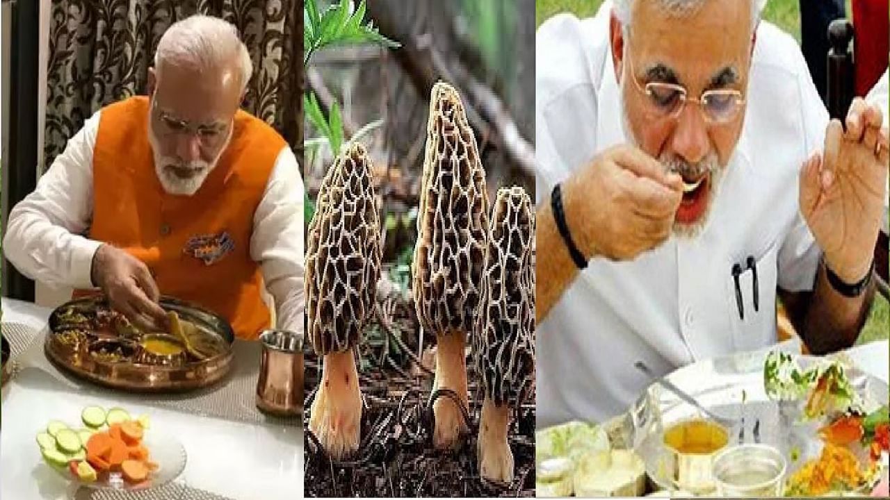 मोदी जे मशरूम खातात त्यांची किंमत वाचून बसेल धक्का, असं या मशरुममध्ये काय आहे खास?